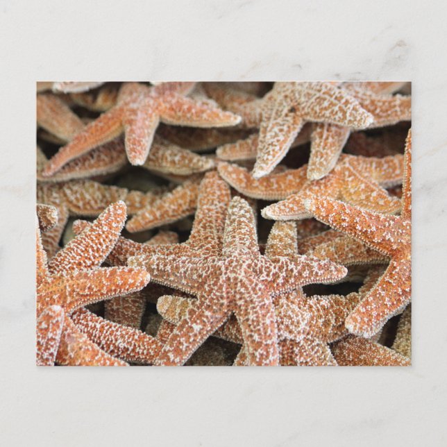 Star Postkarte (Vorderseite)
