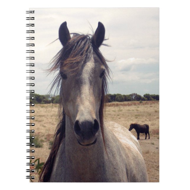 Star The Arab Pony, Notizblock (Vorderseite)