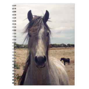 Star The Arabische Pony, Notizblock