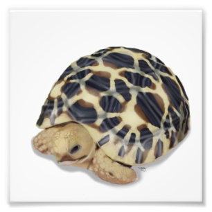 Star Tortoise Print Fotodruck
