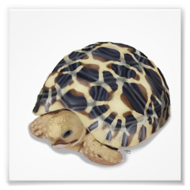 Star Tortoise Print Fotodruck (Vorne)
