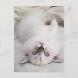 Stare Down Postkarte