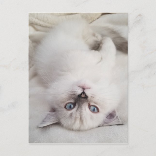 Stare Down Postkarte (Vorderseite)