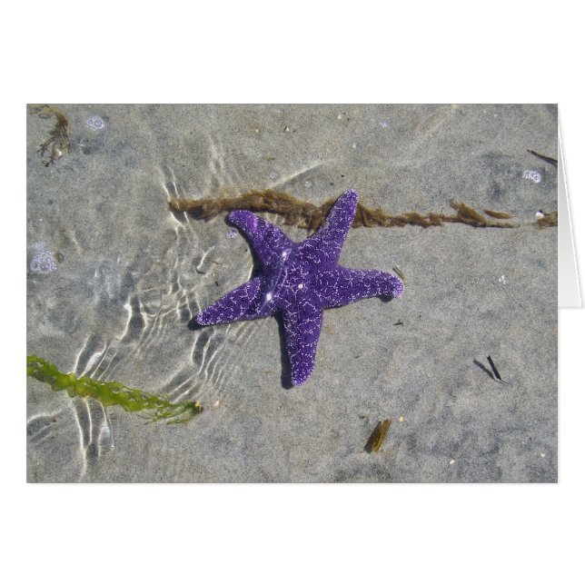 Starfish (Vorderseite (Horizontal))