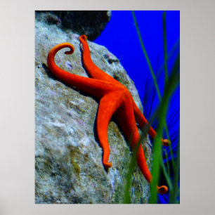 Starfish-452926 BRIGHT RED STARFISH FOTOGRAPHIE Poster