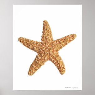 Starfish abgeschieden auf Weiß Poster