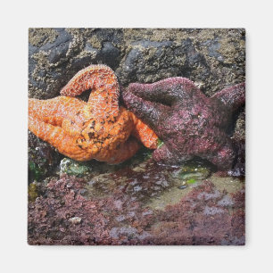 Starfish am Bob Creek, OR Magnet