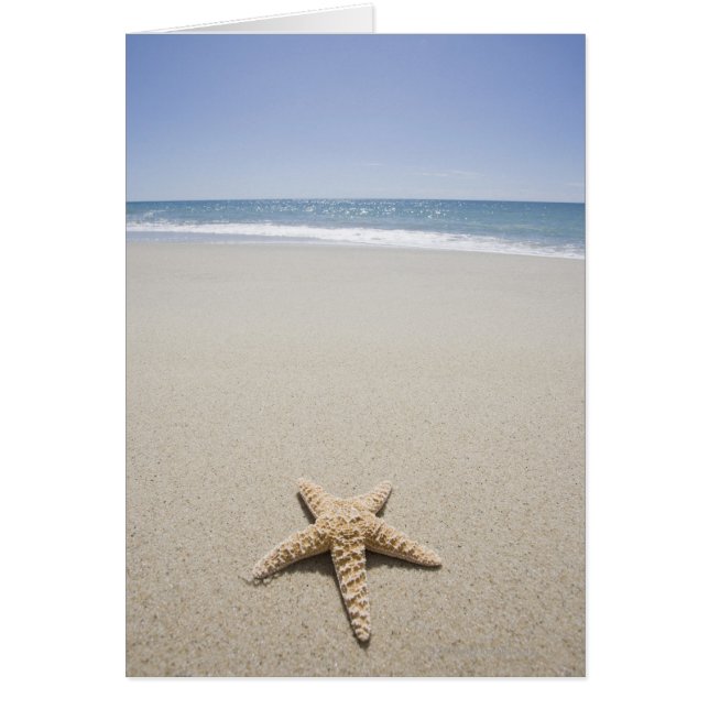 Starfish am Strand am Atlantik (Vorne)