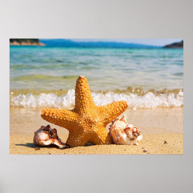 Starfish and Seashells am Strand Poster (Vorne)