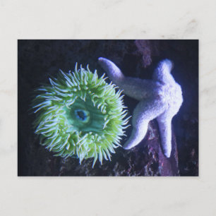 Starfish & Anemone Postkarte