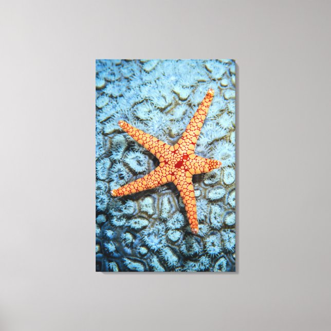 Starfish auf einer Koralle mit Polips Leinwanddruck (Vorderseite)
