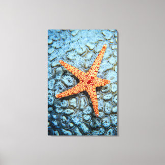 Starfish auf einer Koralle mit Polips Leinwanddruck