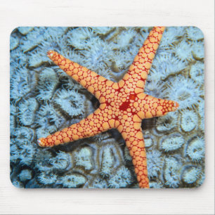 Starfish auf einer Koralle mit Polips Mousepad