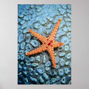 Starfish auf einer Koralle mit Polips Poster