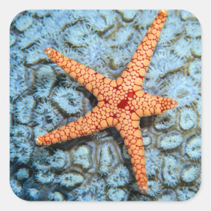 Starfish auf einer Koralle mit Polips Quadratischer Aufkleber
