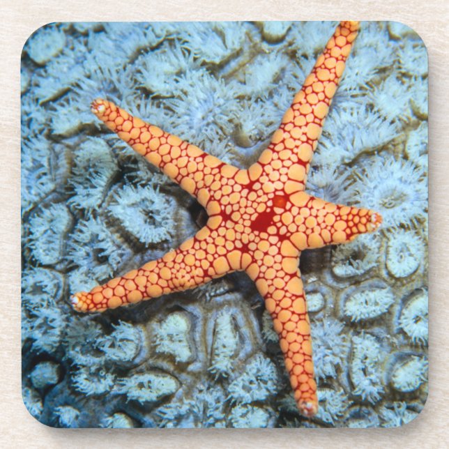Starfish auf einer Koralle mit Polips Untersetzer (Vorderseite)