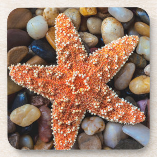 Starfish auf Felsen Getränkeuntersetzer