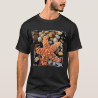 Starfish auf Felsen