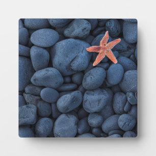 Starfish auf schwarzen Felsen entlang der Küste Fotoplatte