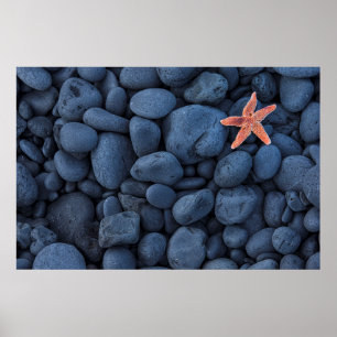 Starfish auf schwarzen Felsen entlang der Küste Poster