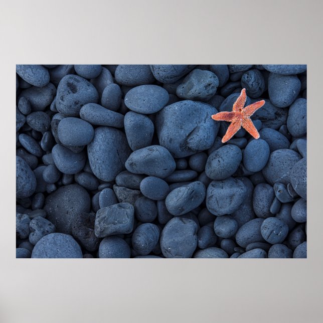Starfish auf schwarzen Felsen entlang der Küste |  Poster (Vorne)