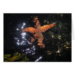 Starfish bei Tidepool