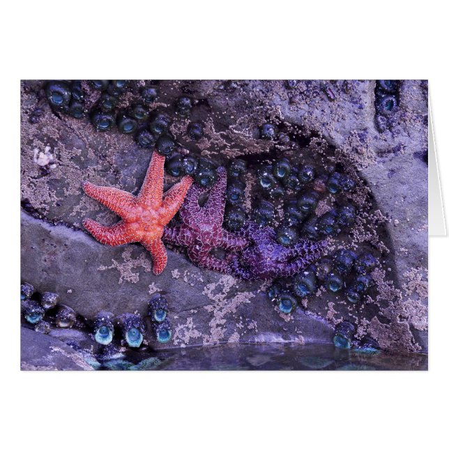 Starfish en plusieurs couleurs à Ruby Beach, WA (Devant horizontal)