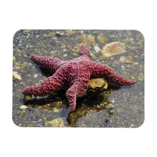 Starfish Huggin eine Auster Magnet