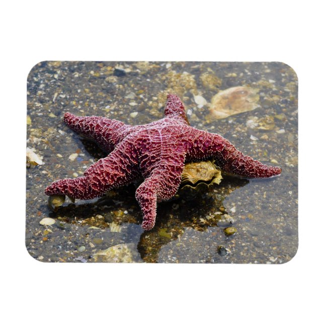 Starfish Huggin eine Auster Magnet (Horizontal)