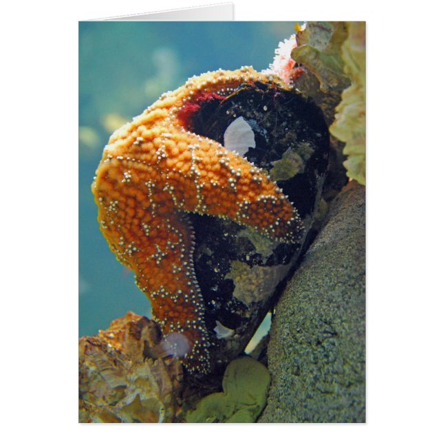 Starfish - Karte (Vorne)