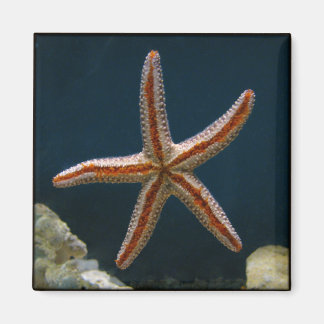 Starfish Liebe Magnet
