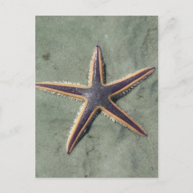 Starfish Lila Seestern am Strand Postkarte (Vorderseite)