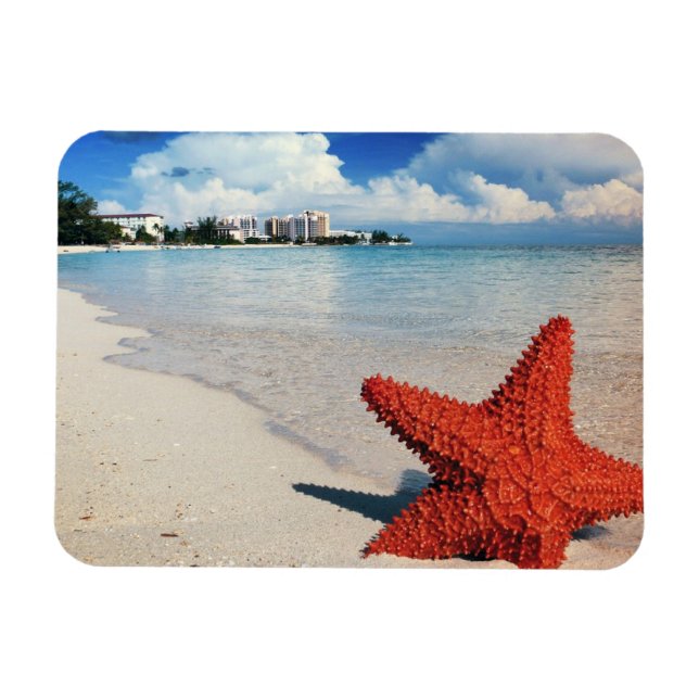 Starfish, Nassau, Bahamas Magnet (Horizontal)