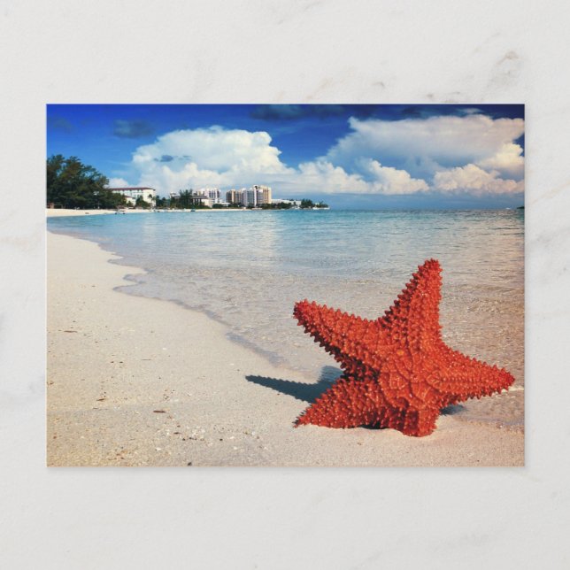 Starfish, Nassau, Bahamas Postkarte (Vorderseite)