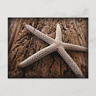Starfish on Driftwood Postkarte