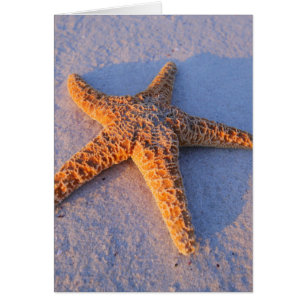 Starfish On White Sand