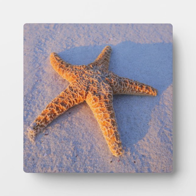 Starfish On White Sand Fotoplatte (Vorderseite)