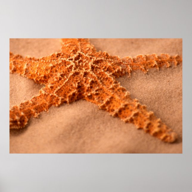 Starfish Poster (Vorne)