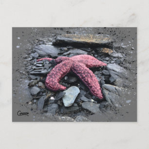 Starfish - Postkarte