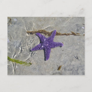 Starfish Postkarte