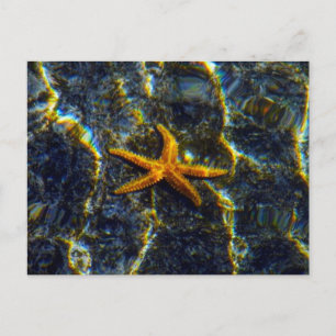 Starfish Postkarte