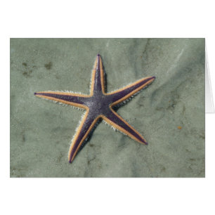 Starfish Purple étoile de mer sur la plage