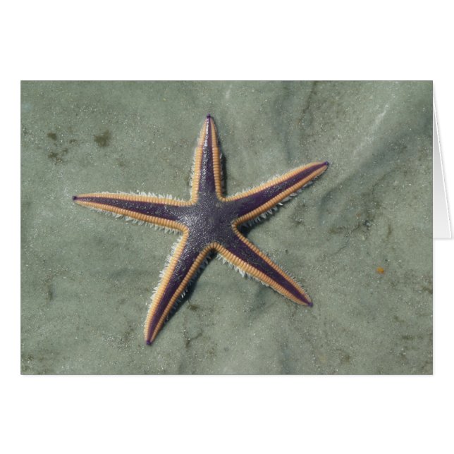 Starfish Purple étoile de mer sur la plage (Devant horizontal)