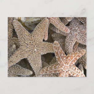 Starfish rund um die Postkarte