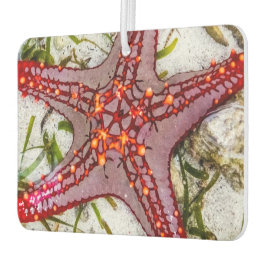 Starfish, Sansibar, Tansania Autolufterfrischer