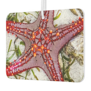 Starfish, Sansibar, Tansania Autolufterfrischer