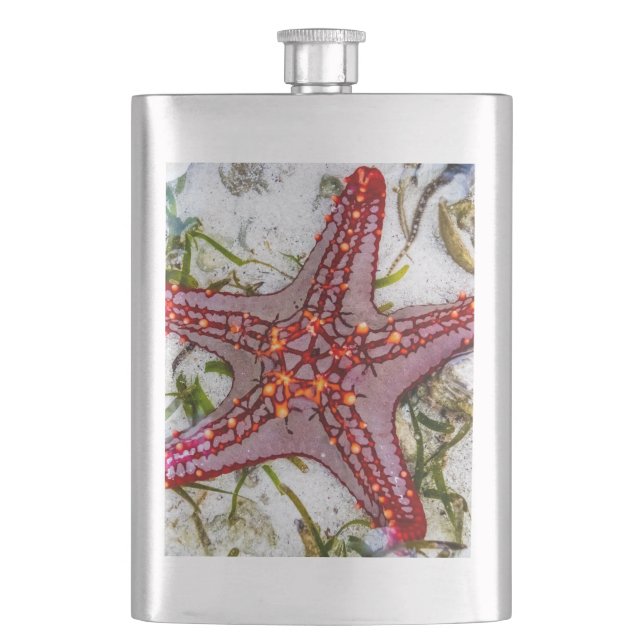 Starfish, Sansibar, Tansania Flachmann (Vorderseite)