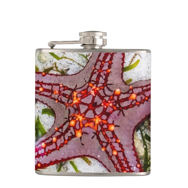 Starfish, Sansibar, Tansania Flachmann (Vorderseite)