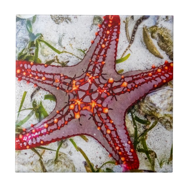 Starfish, Sansibar, Tansania Fliese (Vorderseite)