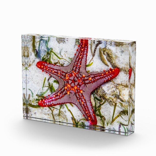 Starfish, Sansibar, Tansania Fotoblock (Rechts)